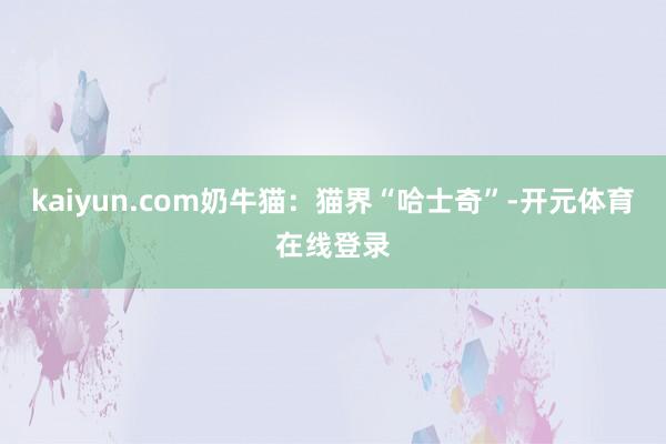 kaiyun.com奶牛猫：猫界“哈士奇”-开元体育在线登录